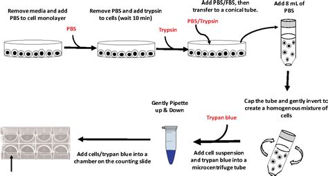 Pdf Introducing Mammalian Cell Culture And Cell Viability Techniques