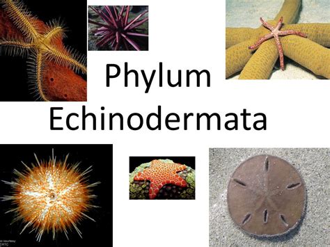 Phylum Echinodermata Characteristics And Classifications