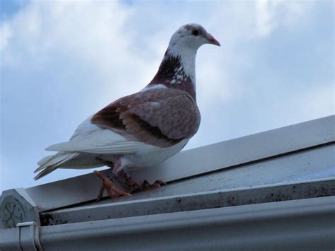 Pigeon Racing What Make Amp 39 S A Champion Winning Pigeon Racing And Racing Pigeons Strategies