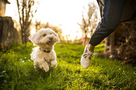 Playful Dog Stock Photo Download Image Now Istock