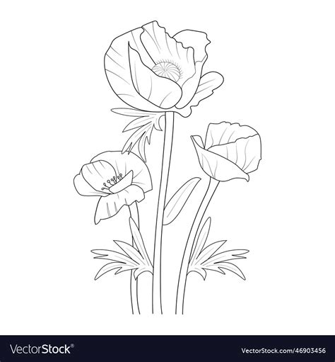 Poppy Flower Drawing Easy For Kids Royalty Free Vector Image