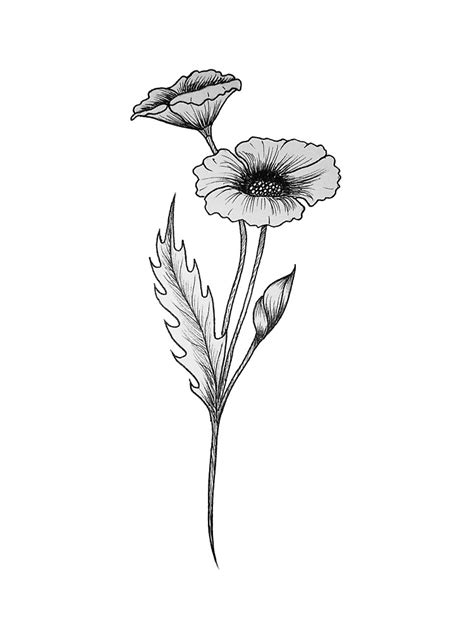 Poppy Flower Drawing Illustration Line Work Art Print For Sale By Tamara Kajper Redbubble