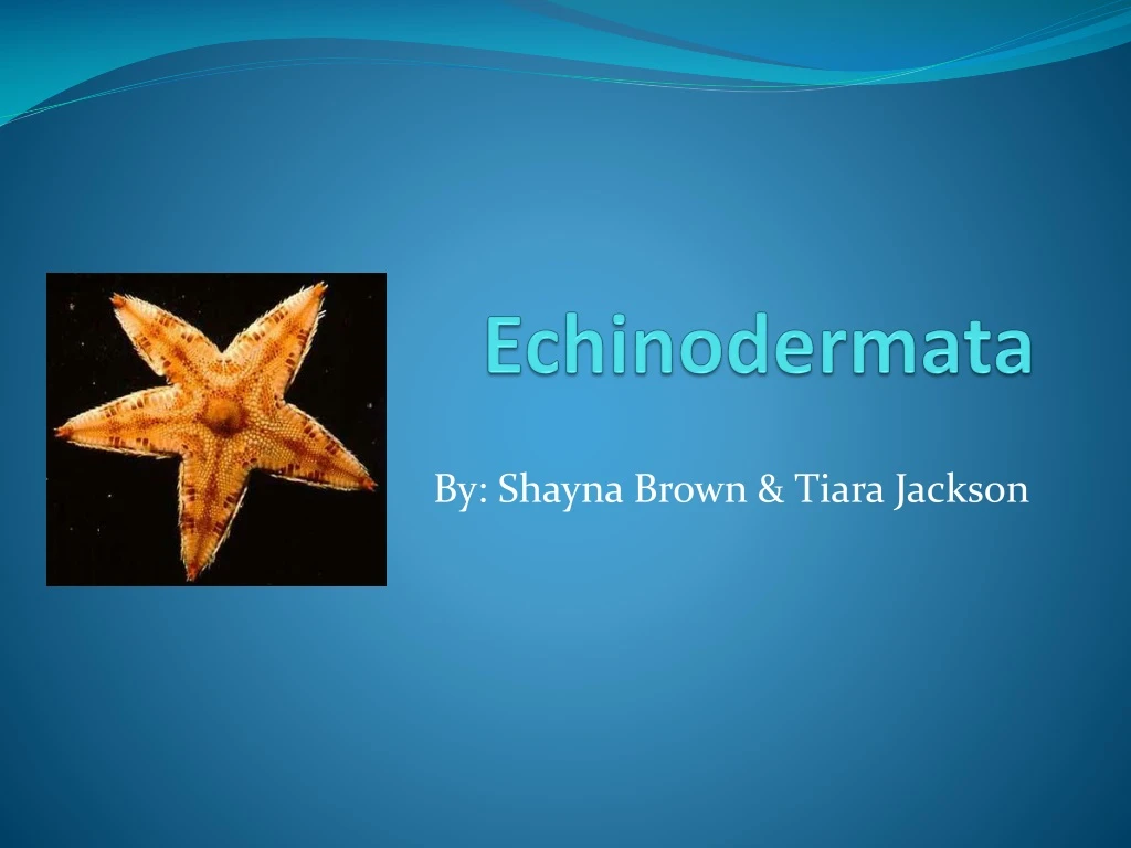 Ppt Echinodermata Powerpoint Presentation Free Download Id 3101821