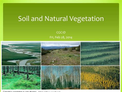 Ppt Soil And Natural Vegetation Powerpoint Presentation Free