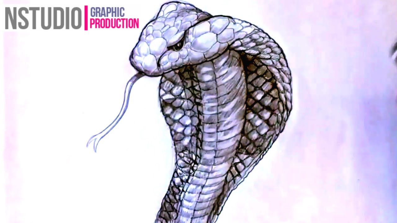 Realistic King Cobra Drawings