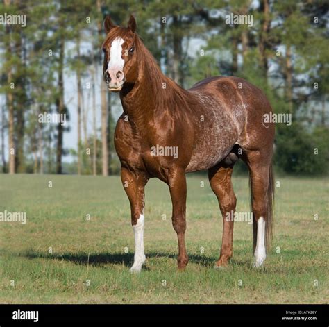 Red Roan Colored American Quarter Horse Stallion Stock Photo Alamy