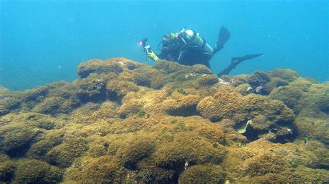 Researchers Observe Coral Reef Damage And Invasive Alga In