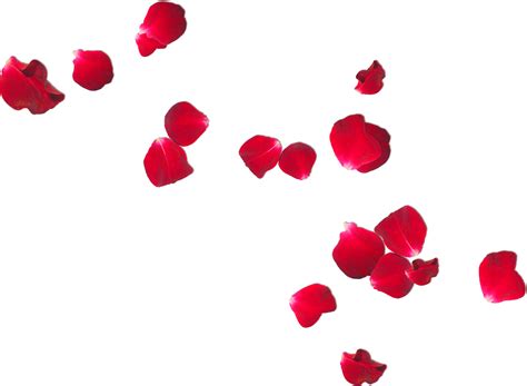 Rose Clipart Rose Petal Red Rose Petals Png Free, 48% Off