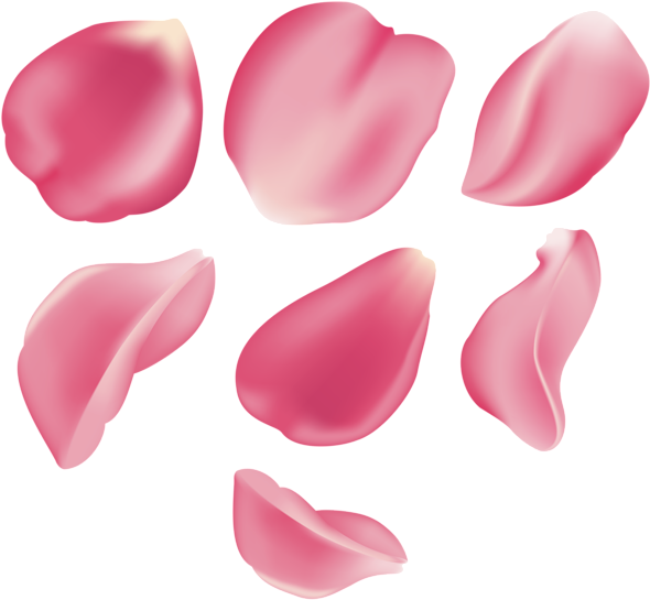 Rose Clipart Rose Petal Rose Rose Petal Transparent Free For Download On Webstockreview 2024