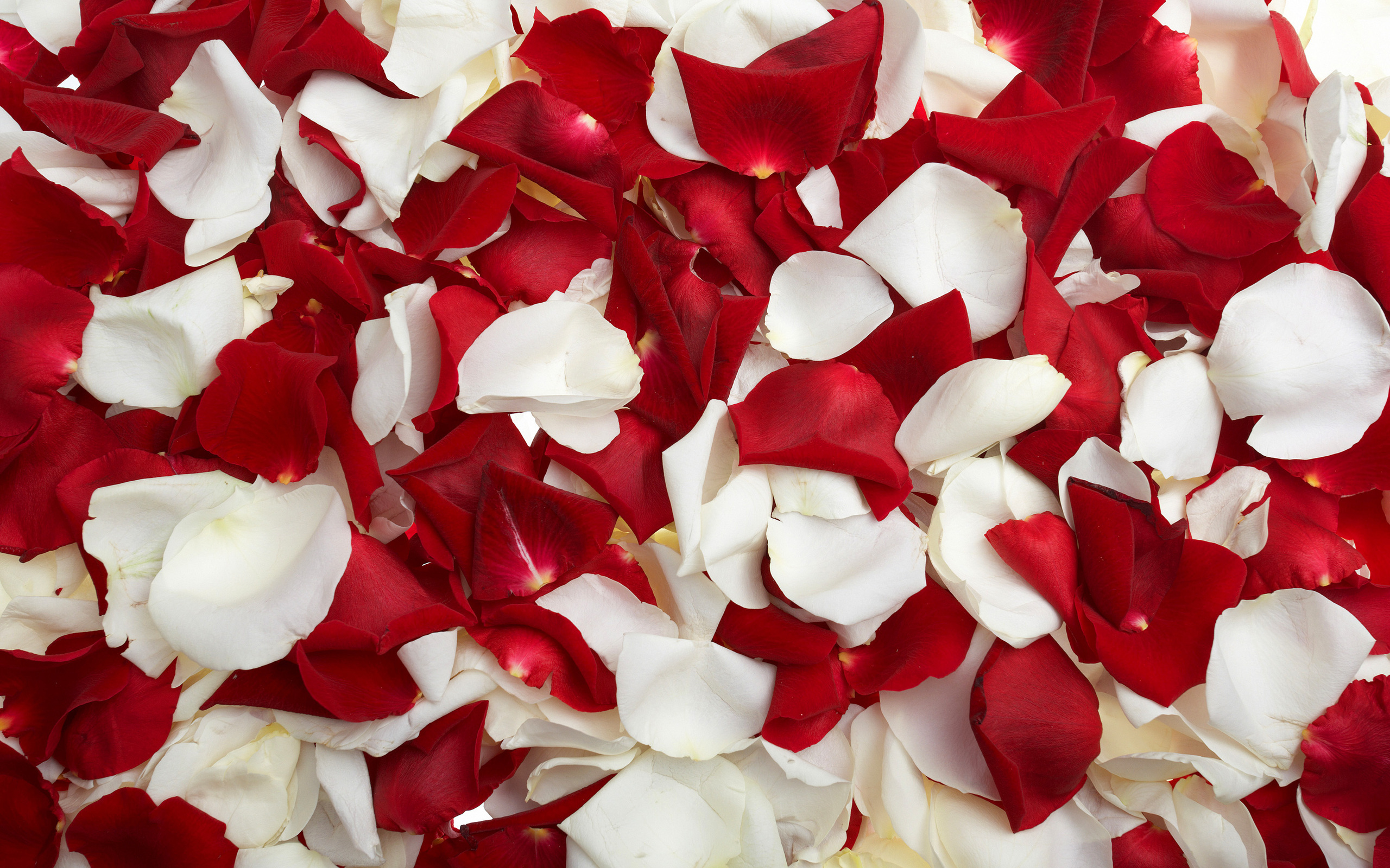 Rose Petals Yorkshire Rose Wallpaper 26278359 Fanpop