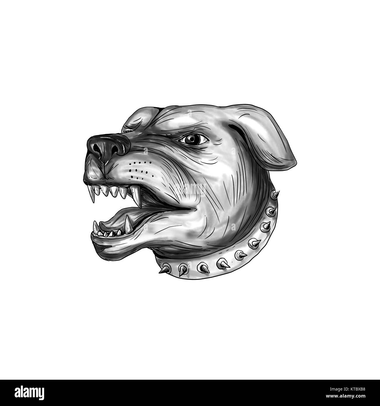 Rottweiler Dog Head Growling Tattoo Stock Photo Alamy