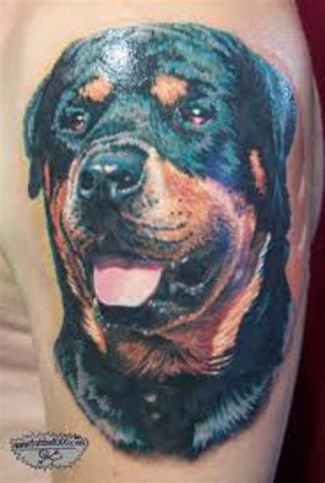 Rottweiler Tattoos And Meanings Rottweiler Tattoo Designs And Ideas