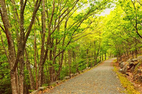 Shady Lane Free Stock Photo Public Domain Pictures