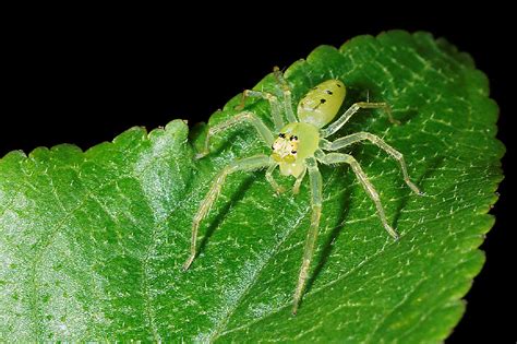 Small Green Spider Tiny Green Spider Waiting Or Is It Hid Flickr