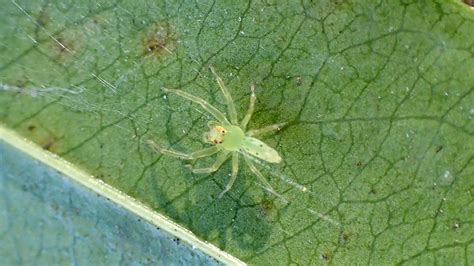 Small Green Spider Under A Leaf The Wfsu Ecology Blog