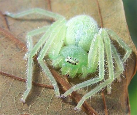 South African Photographs Tiny Green Spider