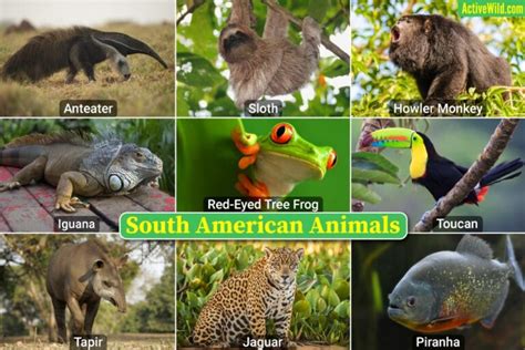 South American Animals List With Pictures Interesting Facts