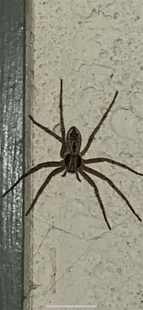 Spider In Southern California Imperial Valley Desert Is It A Wolf Spider Venomous R Arachnids