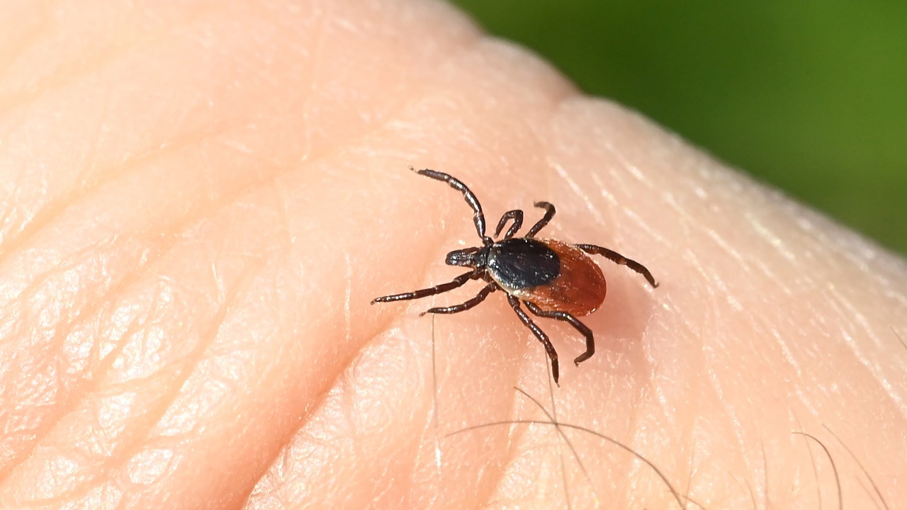 Stop Lyme Disease With An At Home Tick Test With Care Plustm