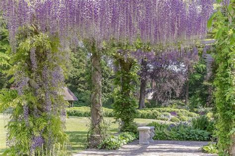 Sturdy Metal Pergolas And Other Kinds Of Metal Growing Support For Wisteria