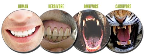 Teeth Of Herbivores Carnivores And Omnivores Google Search