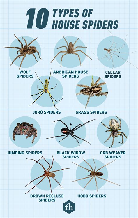 The 10 Most Common Types Of House Spiders