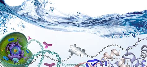 The Bioorthogonal Chemical Reporter Strategy In Vivo Penn Mri Llc