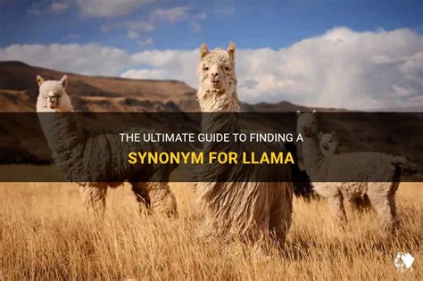 The Ultimate Guide To Finding A Synonym For Llama Petshun