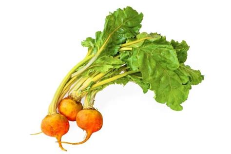 The Ultimate Guide To Growing Gorgeous Golden Beets Unveiling The