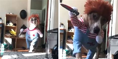 This Dog Amp 39 S Terrifyingly Cute Amp 39 Killer Amp 39 Costume Just Won Halloween Flipboard