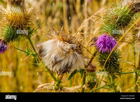 Thistledown Hi Res Stock Photography And Images Alamy