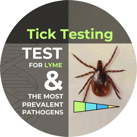 Tick Testing Test Ticks For Lyme Tick Borne Disease Igenex