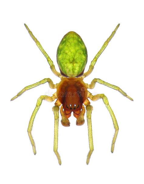 Tiny Green Male Spider Stock Image Image Of Tropical 218516427