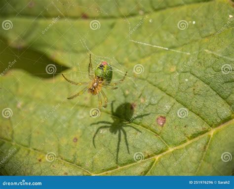 Tiny Green Spider Araniella Cucurbitina Aka The Cucumber Green Spider