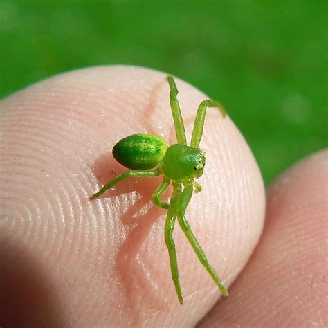 Tiny Green Spider Flickr Photo Sharing