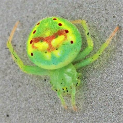 Tiny Green Spider With Ornate Red Yellow Markings Araneus