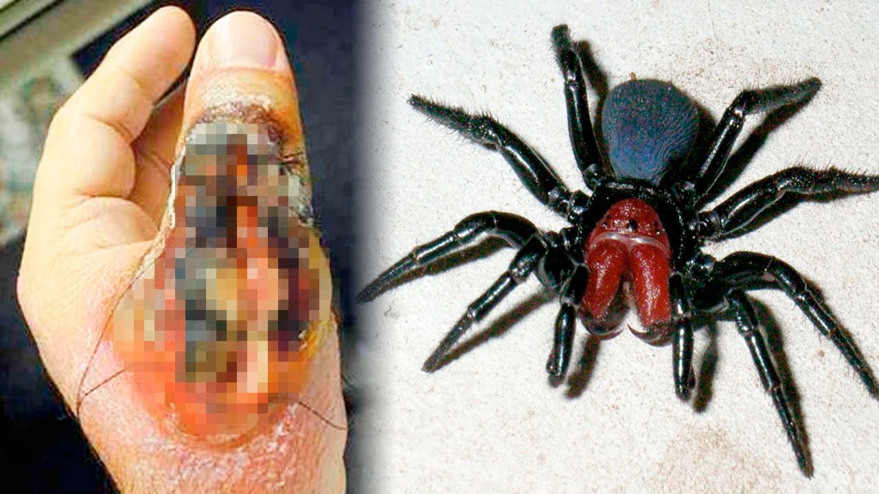 Top 10 Deadliest Spiders In The World Youtube