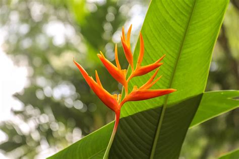 Ultimate Bird Of Paradise Plant Care Guide Strelitzia Reginae Petal Republic