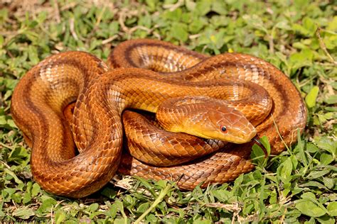 Understanding The World Of Venomous Snakes A Comprehensive Guide