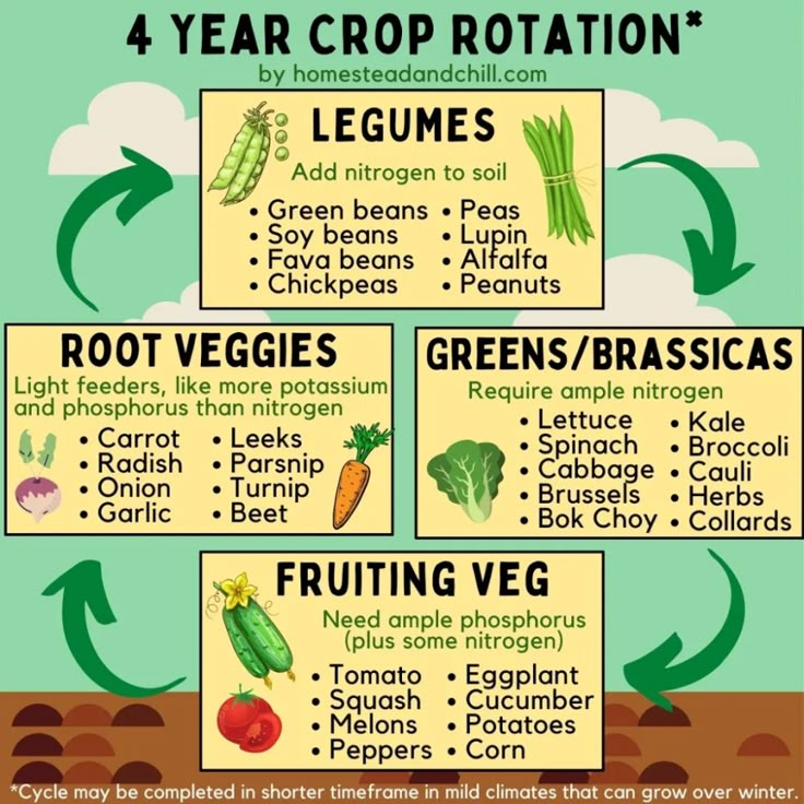 Veggie Crop Rotation Infographic