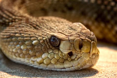 Venomous Snake Head Shape