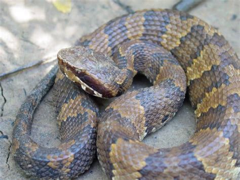 Venomous Snakes Of Missouri Missouri S Natural Heritage Washington