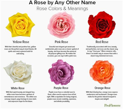 What Is The Symbolic Meaning Of White And Red Roses Love