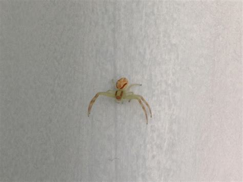 What Is This Tiny Green Spider My Gf Found Aprox 5Mm Long 15Mm Wide